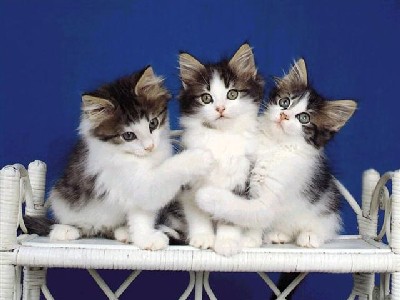 Pourquoi Dieu a t-il cr�� les Amis ?